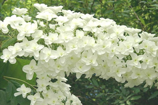 カシワバアジサイ