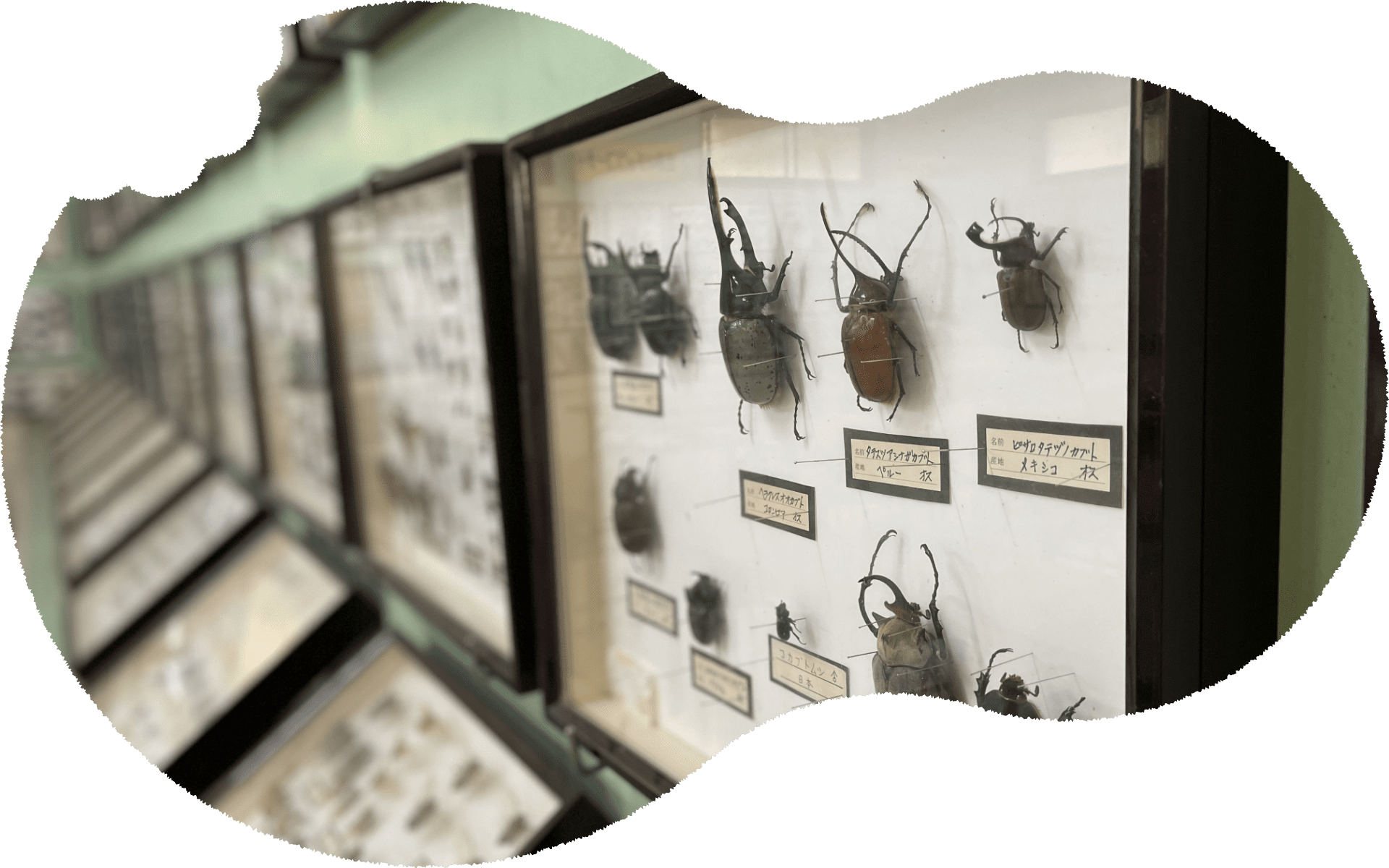昆虫標本館 - 食と自然のテーマパークかさや