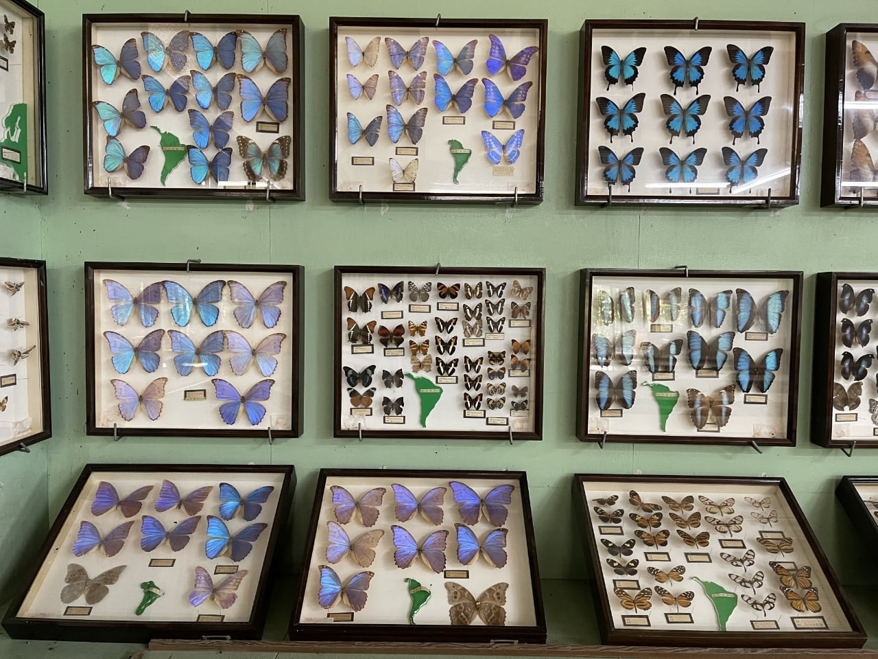 貴重な昆虫標本