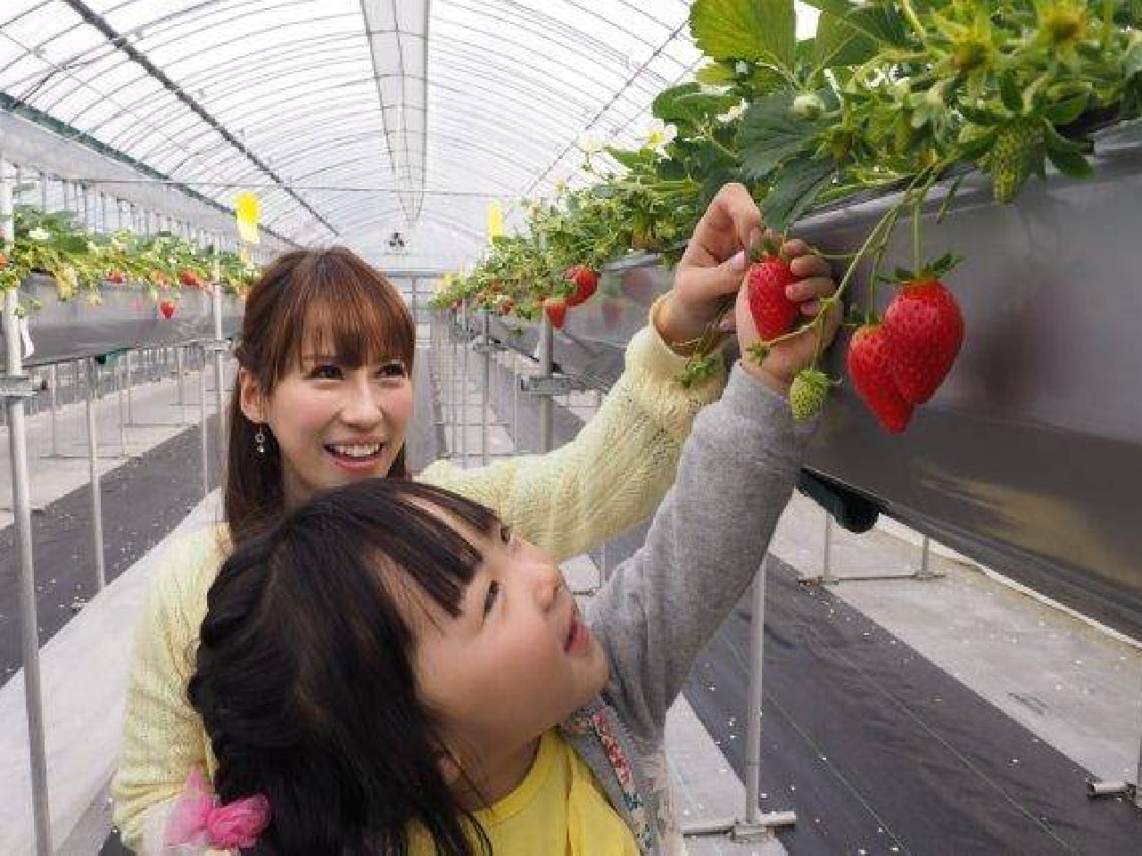 安全安心の「高設栽培」