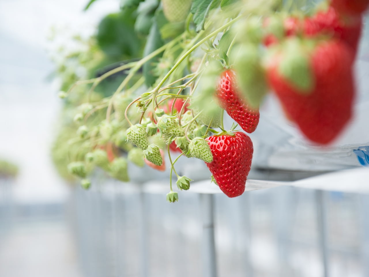 いちご狩りのために育てる