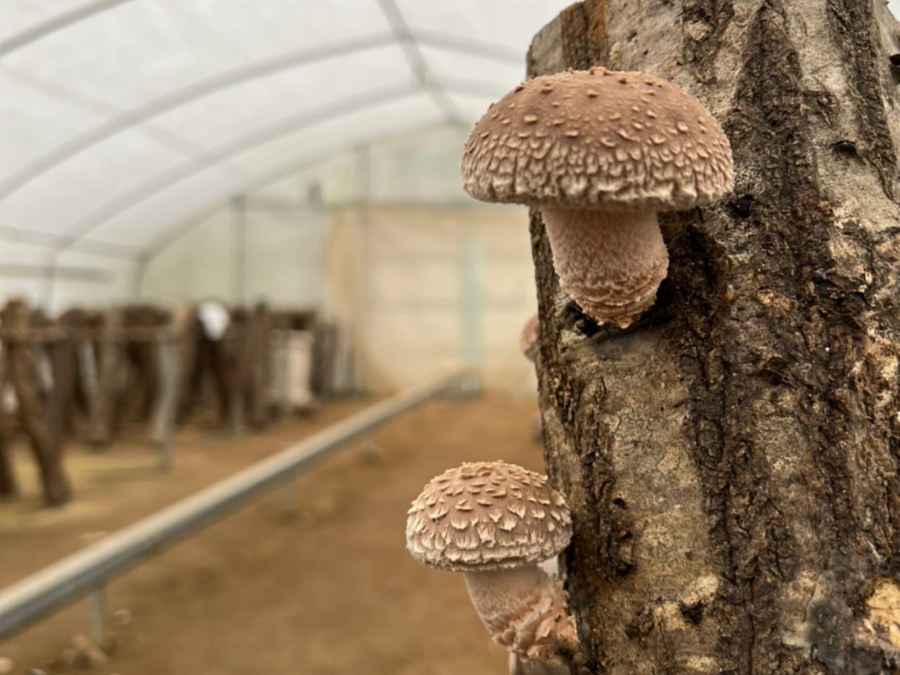 おいしさ秘密「原木栽培」