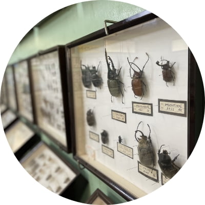昆虫標本館