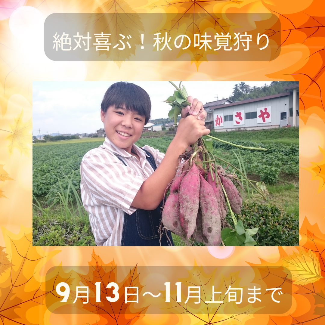 芋ほり体験9月13～・黒豆枝豆狩り体験10月6日～