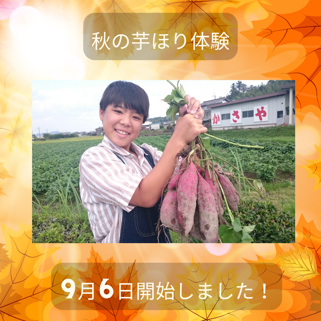 芋ほり体験オープン！黒豆枝豆狩り体験は10月上旬～