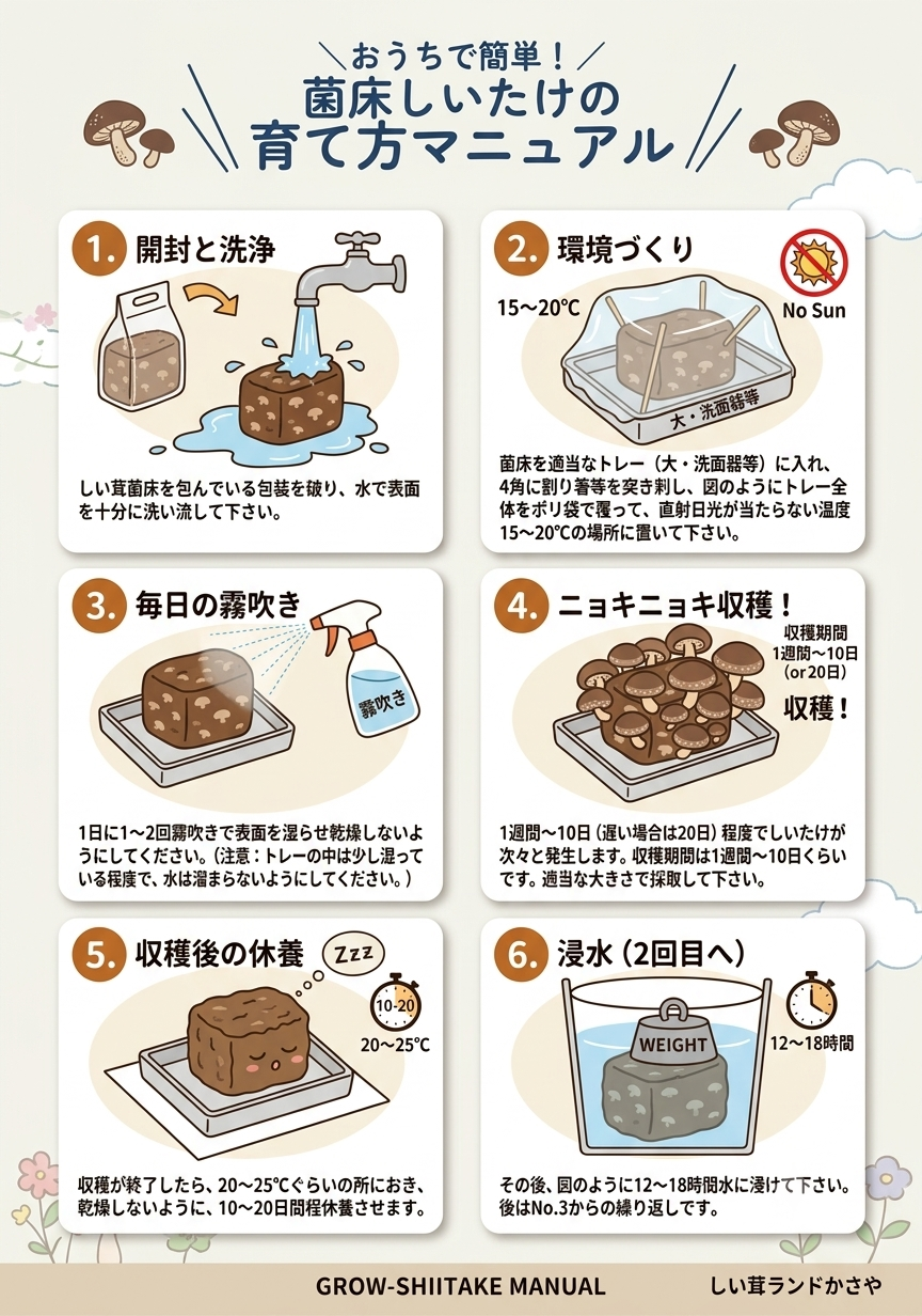 【完全保存版】おうちで簡単！菌床しいたけの育て方マニュアル（ニョキニョキ収穫＆2回目の浸水手順）