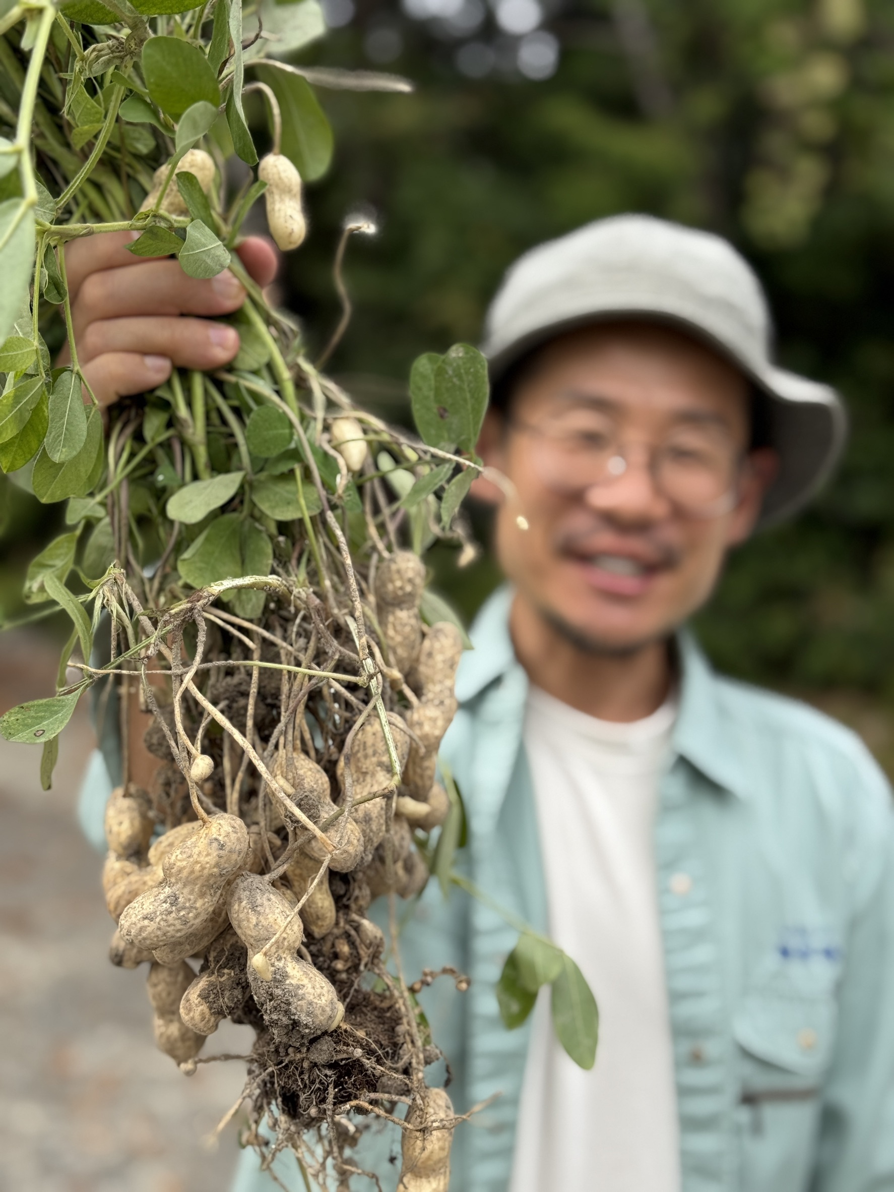 【10/17・18限定】掘りたて生落花生狩りを緊急開催！秋の収穫体験＆お土産つき｜しい茸ランドかさや